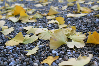 Close-up of yellow leaves on pebbles