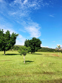 Trees on field against sky