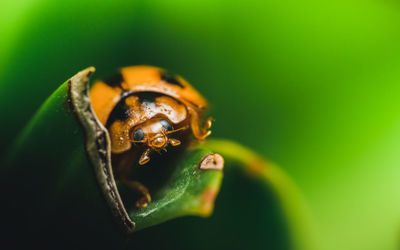 Close-up of insect