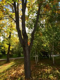 Scenic view of trees in park