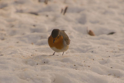 Close-up of bird on snow at beach