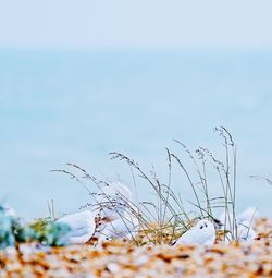 Close-up of plants growing on field against sky