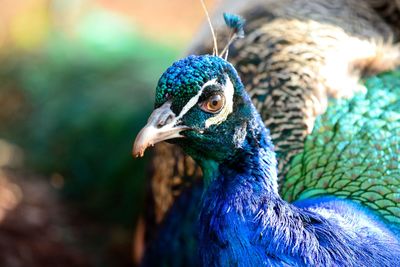 Close-up of peacock