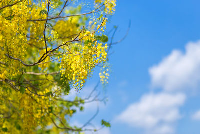 Low angle view of flowering plant against blue sky