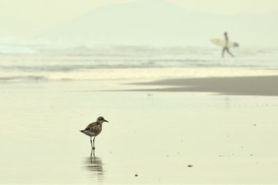 Bird perching on shore against sea at beach