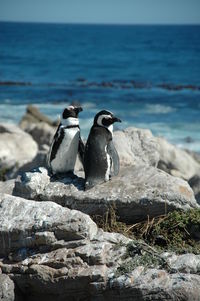 Penguins on rock against sea