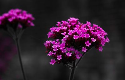 Close-up of purple flowers blooming outdoors