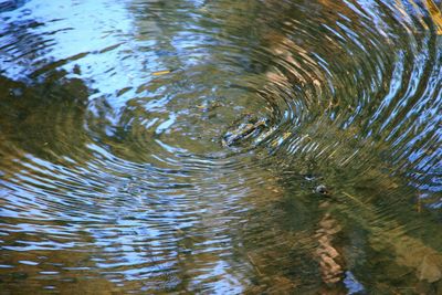 Reflection of trees in water