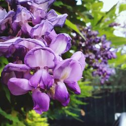 Close-up of purple flowers blooming outdoors