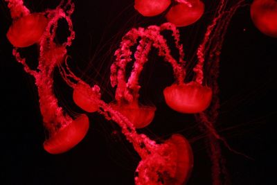 Close-up of jellyfish swimming in aquarium