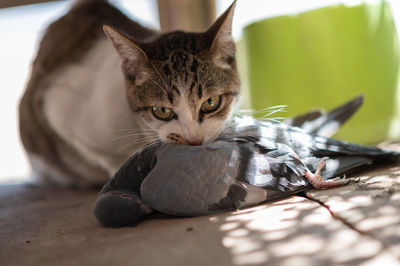 Close-up portrait of a cat