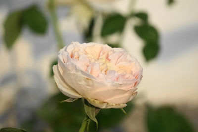 Close-up of white rose