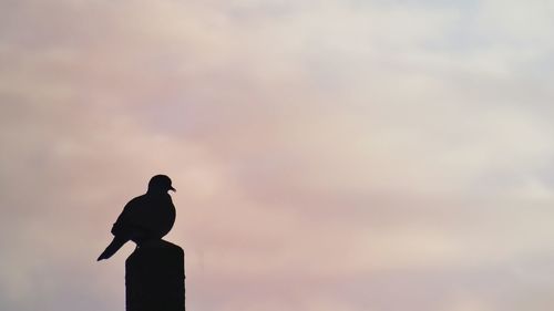 Low angle view of bird perching