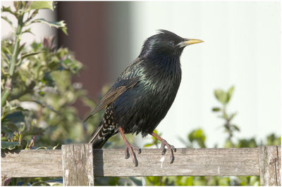 Close-up of bird perching on wooden fence