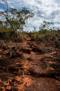 Dirt road amidst trees against sky