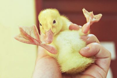 Close-up of a hand holding a bird