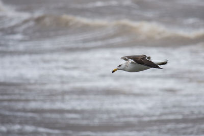 Seagull flying in the sea