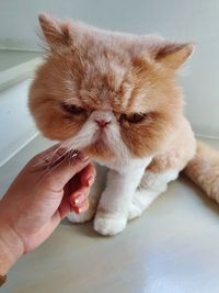  hand is touching an exotic shorthair cat. pet and animal.