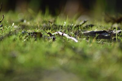 Close-up of snake on grass