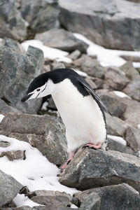 Close-up of penguin on rock