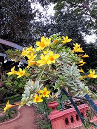 High angle view of yellow flowering plants in yard