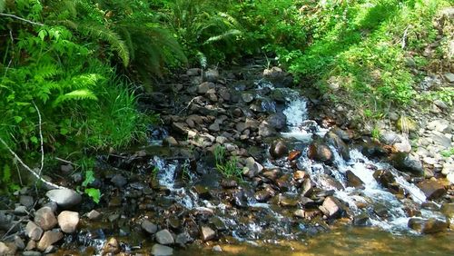 Stream flowing through rocks in forest