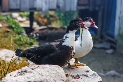 Close-up of ducks perching on rock