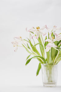 Close-up of white flower in vase