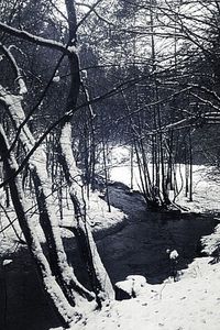 Bare trees in water