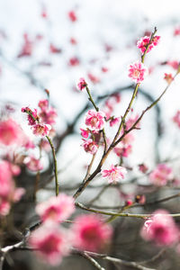 Close-up of pink cherry blossom