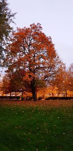 Trees in park during autumn