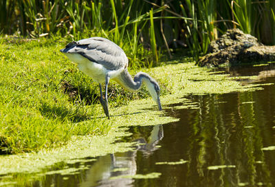 Bird perching on lake