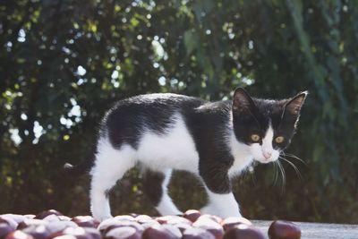 Close-up portrait of cat by plant against blurred background