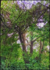 Trees in forest