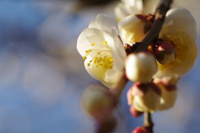 Close-up of white flower