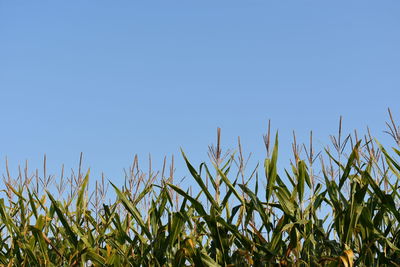 Close-up of fresh plants against clear blue sky