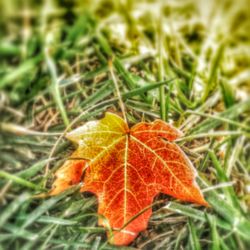 Close-up of leaves on field