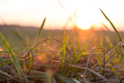 Close-up of grass growing on field at sunset