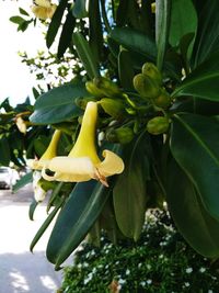 Close-up of yellow flowering plant