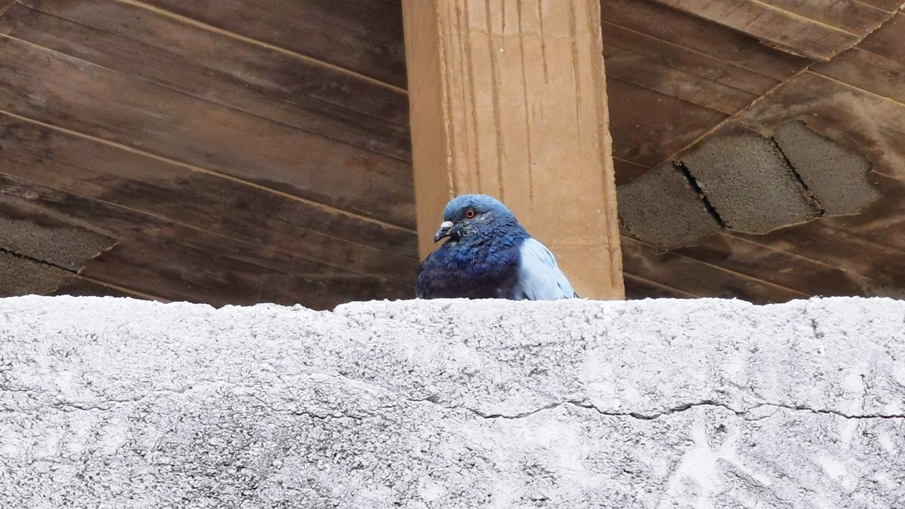 BIRD PERCHING ON WOOD IN SNOW
