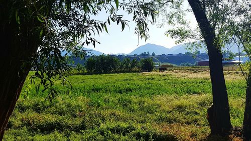 Scenic view of grassy field against sky