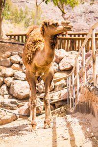 Dromedary camel standing in a zoo