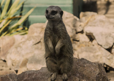 Meerkat rearing on rock at zoo
