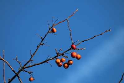 Low angle view of berries on tree against sky