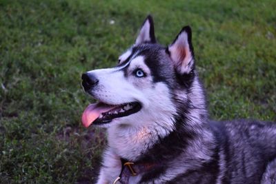 Close-up of dog looking away on field