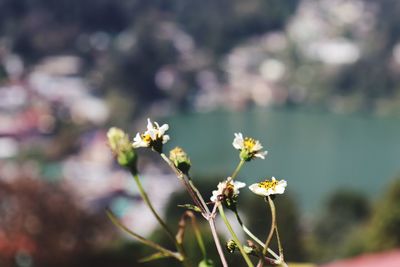 Close-up of flowers blooming outdoors