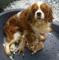 Close-up of dog sitting