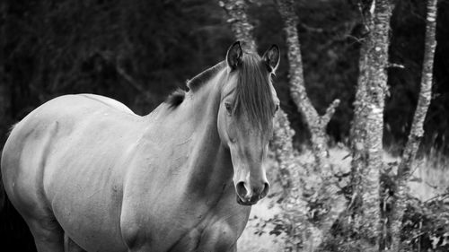 View of horse on field
