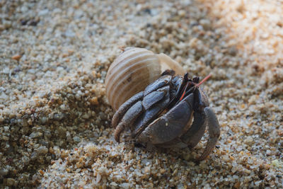 Close-up of shell on beach