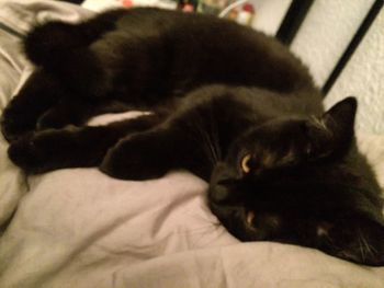 Close-up of cat resting